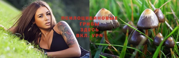 прущие грибы Вязники